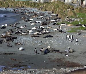 Weaners on east beach