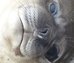 A close up of just the face of a clean elephant seal weaner — very cute