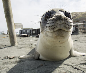 Weaner elephant seal approaches a camera on the sand, it’s huge eyes looking curiously at it