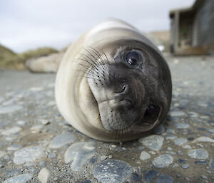 A small weaner elephant seal gazes at a camera positioned on the ground, seeming to roll over like a cat