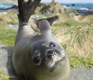 Weaner stretching so that it’s back flipper is upright but its face stares straight at camera