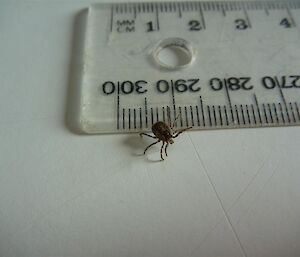 A tick and a ruler