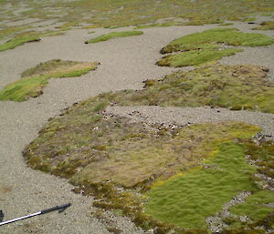 Healthy and unhealthy patches of vegetation