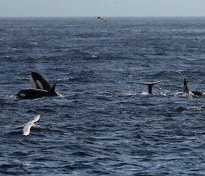 Orcas hunting