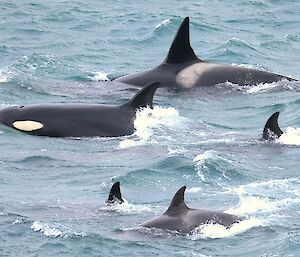 Orcas in Buckles Bay