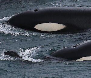 Orcas chasing a seal