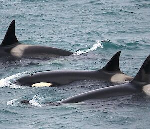 Orcas