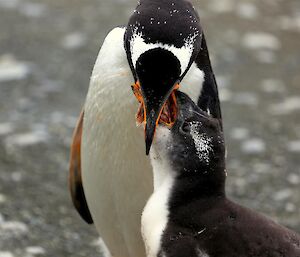 Gentoo chick feeding