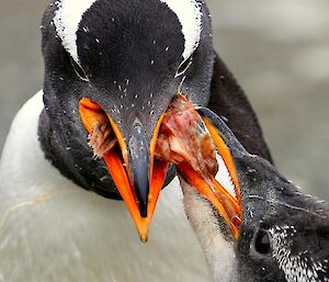 Gentoo penguin feeding its chick