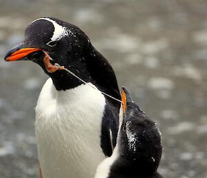 Gentoo penguin feeding a chick