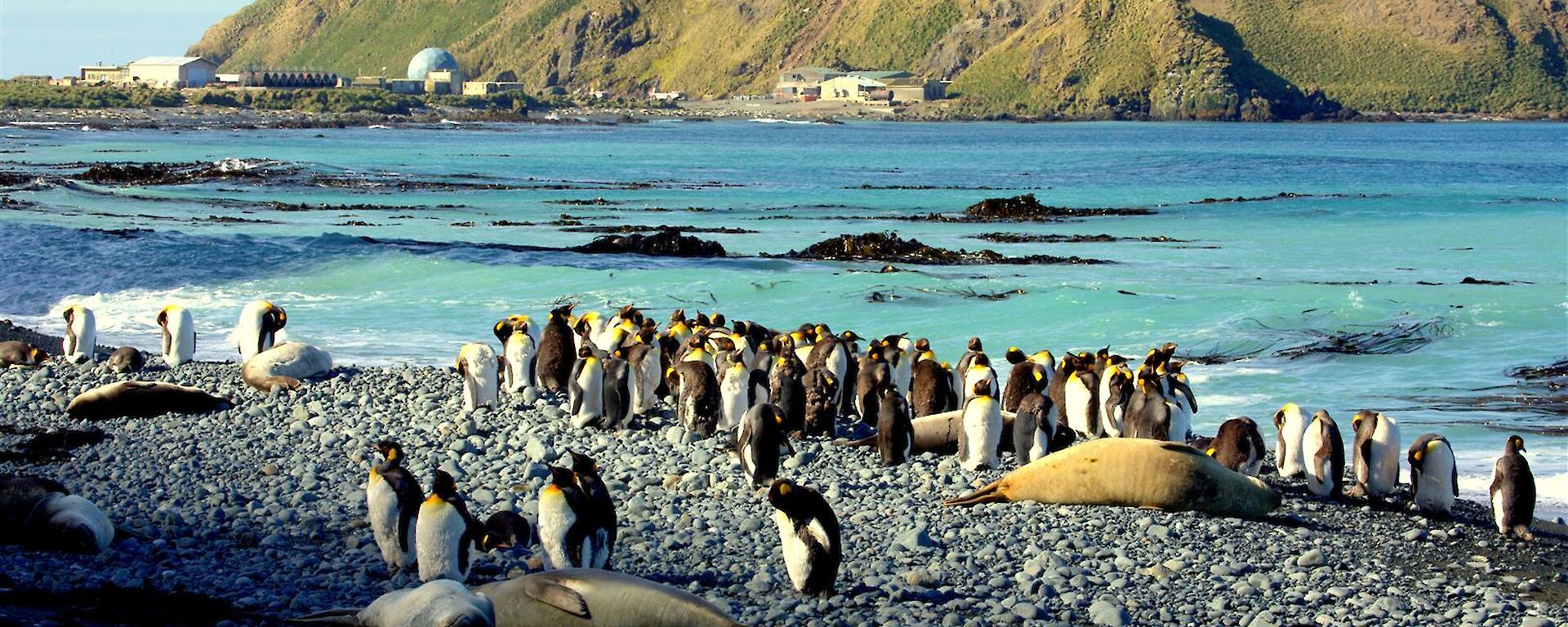 King penguins on beach with Station and North Head in rear