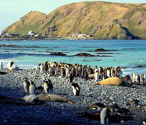King penguins on beach with Station and North Head in rear