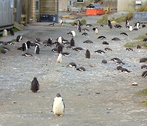 Gentoo penguin chicks fill the road, with one looking directly at the camera