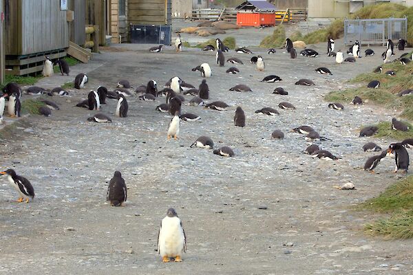Gentoo penguin chicks fill the road, with one looking directly at the camera