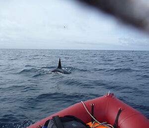 Orca surfacing just in front of one of the inflatable rubber boats used to get around Macquarie Island