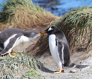 Gentoo chick being fed