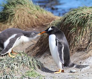 Gentoo chick being fed