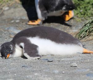 Gentoo chick sleeping on the ground