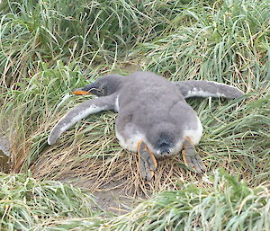 Sleeping gentoo chick laying face down