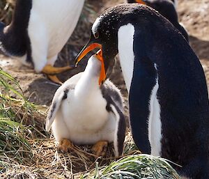 Gentoo penguin chick being fed by adult bird