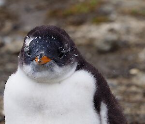 Gentoo chick