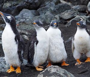 Four Gentoo chicks