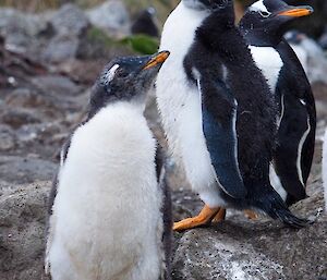 Gentoo chicks