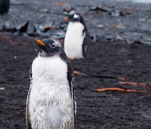 Gentoo chick approaching camera