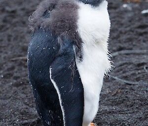Moulting gentoo chick