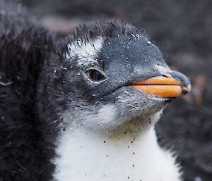 Gentoo chick