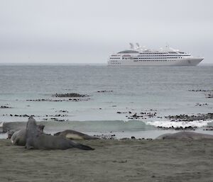 Large tourist vessel sits at achor off the coast at Macquarie Island. The scene is misty with elephant seals playing on the beach in the foreground.