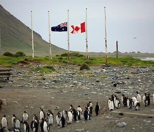 Macquarie Island flags half mast with a large amount of penguins around the base