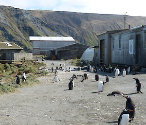 Gentoo penguins gathered outside a small timber building
