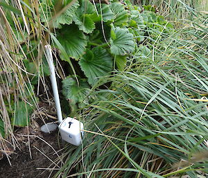 Pit fall trap dug with soil corer, and temperature gauge with covering