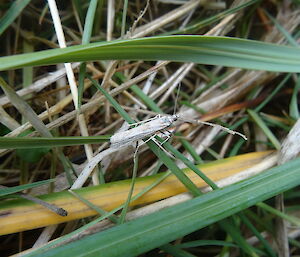 A long, thin moth sits on a piece of grass