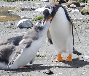 Hungry gentoo chick is fed by a parent, the chick dwarfs the parent in size