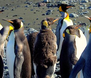 King penguins moulting stand out amongst a crowd of adults on a sunny day