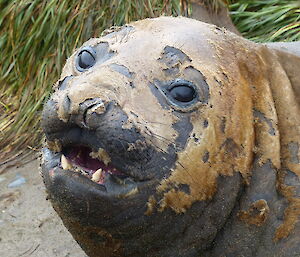 Elephant seal moulting, a close up of the face showing clumps of short hair clinging on to the seal