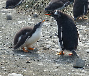 Gentoo chick almost fully grown looks up at another gentoo penguin