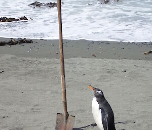 Gentoo penguin standing beside a shovel on the beach