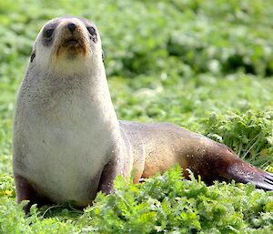 Fur seal visitor on station this week, sitting in grass