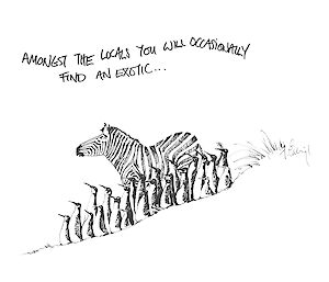 Cartoon of a zebra standing in amoungst penguins with caption” Amoungst the locals you will occasionally find an exotic”.