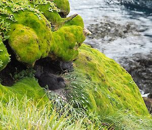 A downy cape petrel chick looks out from its nook among the Colobanthus