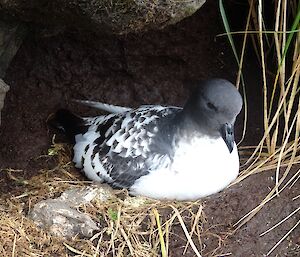 Cape petrel adult on a nest