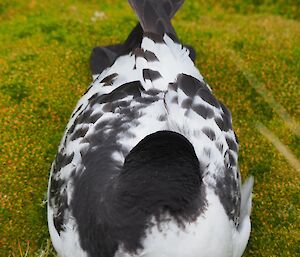 Cape petrel adult sleeping on Colobanthus