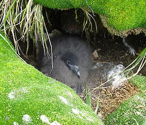 Cape petrel chick covered in fluffly down, inside a very small alcove under a rock covered in moss