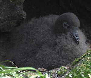 Cape petrel chick, still covered in grey down