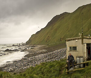 A man outside a small hut in a picturesque setting, water, green hills and thousands of penguins surround the hut