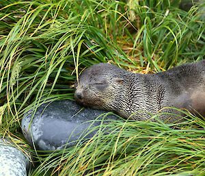 Sleeping fur seal