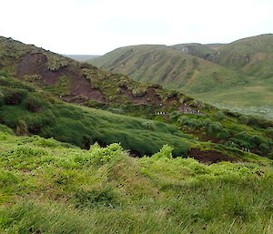 Giant stellaria plants with mountain behind